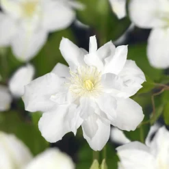 Klätterväxt Klematis Omnia Garden Sylvia Denny 40-60 cm