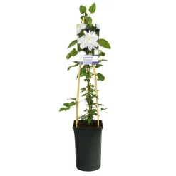 Klätterväxt Klematis Omnia Garden Sylvia Denny 40-60 cm
