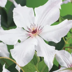 Klätterväxt Klematis Omnia Garden Snow Queen 40-60 cm