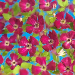 Klätterväxt Klematis Omnia Garden Rubra 40-60 cm