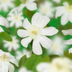 Klätterväxt Klematis Omnia Garden Wada's Primrose 40-60 cm