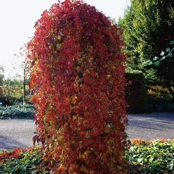 Klätterväxt Klättervildvin Omnia Garden 40-60 cm