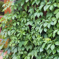 Klätterväxt Klättervildvin Omnia Garden 40-60 cm