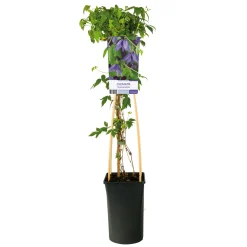 Klätterväxt Kronklematis Omnia Garden 40-60 cm