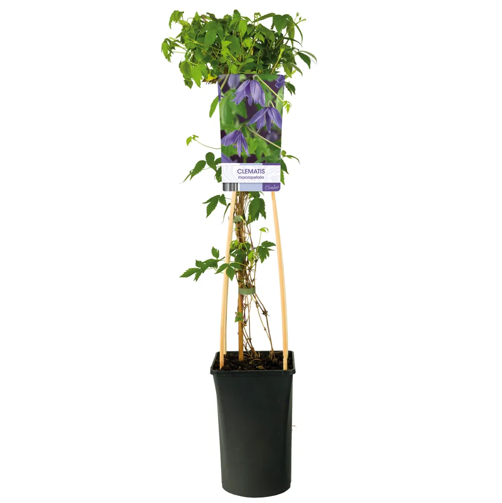 Klätterväxt Kronklematis Omnia Garden 40-60 cm