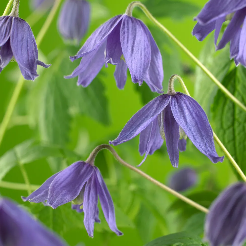 Klätterväxt Kronklematis Omnia Garden 40-60 cm