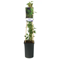 Klätterväxt Murgröna Ivalace Omnia Garden 40-60 cm