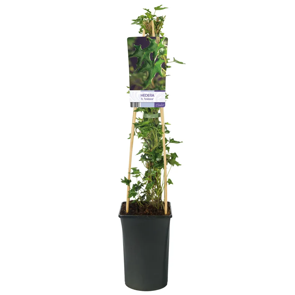 Klätterväxt Murgröna Ivalace Omnia Garden 40-60 cm