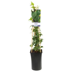 Klätterväxt Murgröna Natasja Omnia Garden 40-60 cm