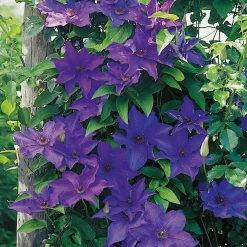 Klätterväxt Purpurblå Patens Klematis Omnia Garden 40-60 cm