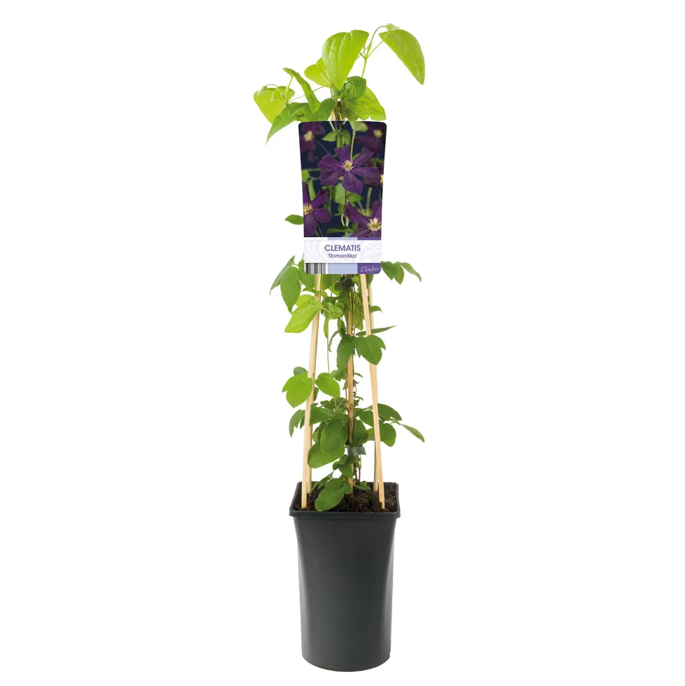 Klätterväxt Purpur Jackmanii Klematis Omnia Garden 40-60 cm