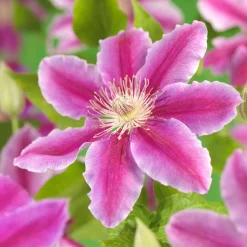 Klätterväxt Rosa Klematis Omnia Garden Dr Ruppel 40-60 cm