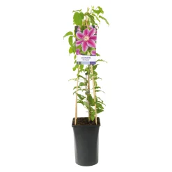 Klätterväxt Rosa Klematis Omnia Garden Dr Ruppel 40-60 cm