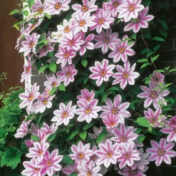 Klätterväxt Rosa Patens Klematis Omnia Garden 40-60 cm