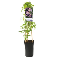 Klätterväxt Rosaröd Atragene Klematis Omnia Garden 40-60 cm