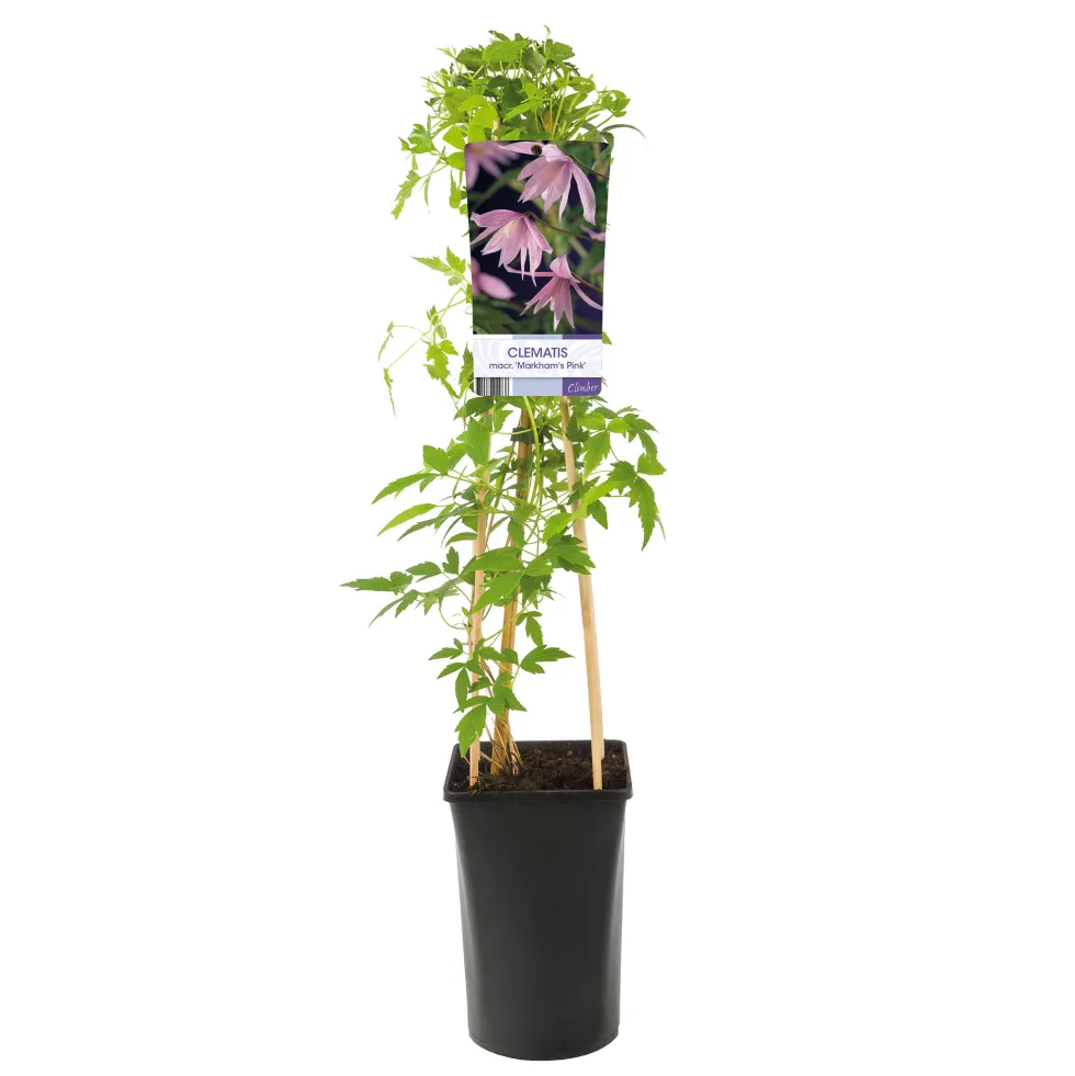 Klätterväxt Rosaröd Atragene Klematis Omnia Garden 40-60 cm
