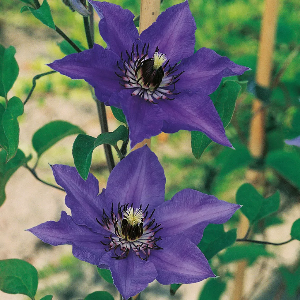 Klätterväxt Royalblå Patens Klematis Omnia Garden 40-60 cm