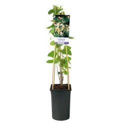 Klätterväxt Slingertry Hall`s Prolific Omnia Garden 40-60 cm