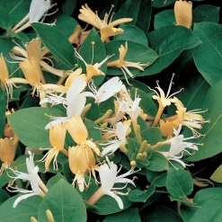 Klätterväxt Slingertry Hall`s Prolific Omnia Garden 40-60 cm