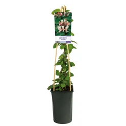 Klätterväxt Slingertry Red World Omnia Garden 40-60 cm