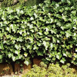 Klätterväxt Storbladig Murgröna Hedera Hibernica Omnia Garden 40-60 cm