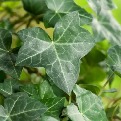 Klätterväxt Storbladig Murgröna Hedera Hibernica Omnia Garden 40-60 cm