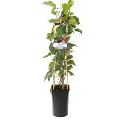 Klätterväxt Storbladig Murgröna Gloire de Marengo Omnia Garden 40-60 cm