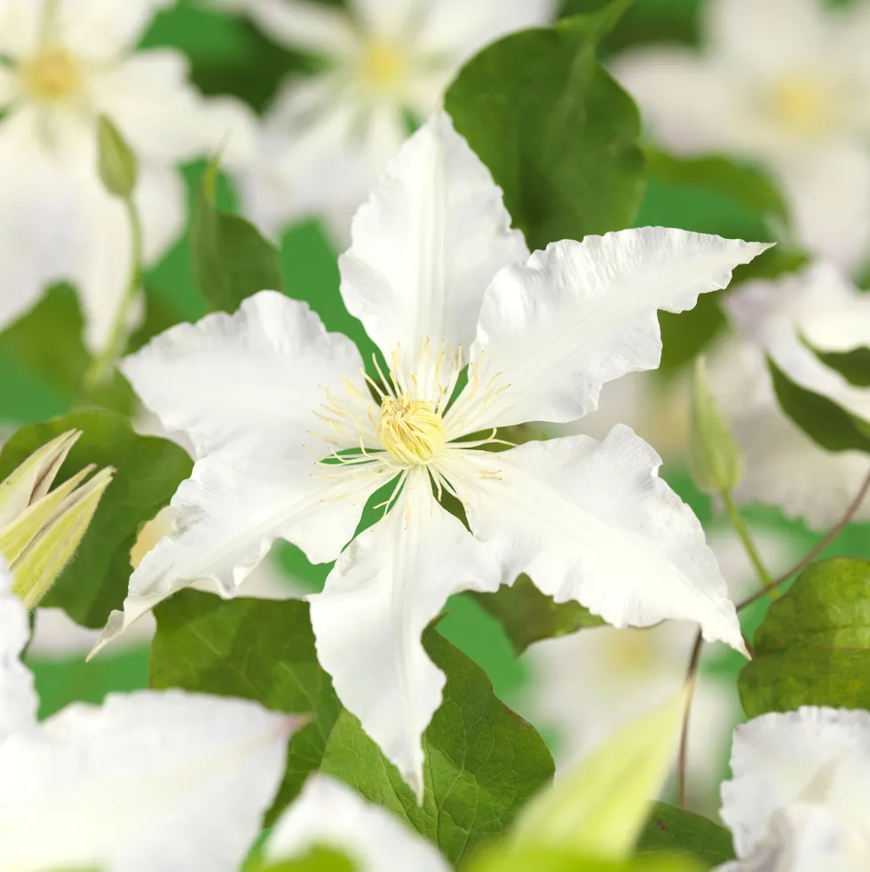 Klätterväxt Storblommig Klematis Omnia Garden Gladys Picard 40-60 cm