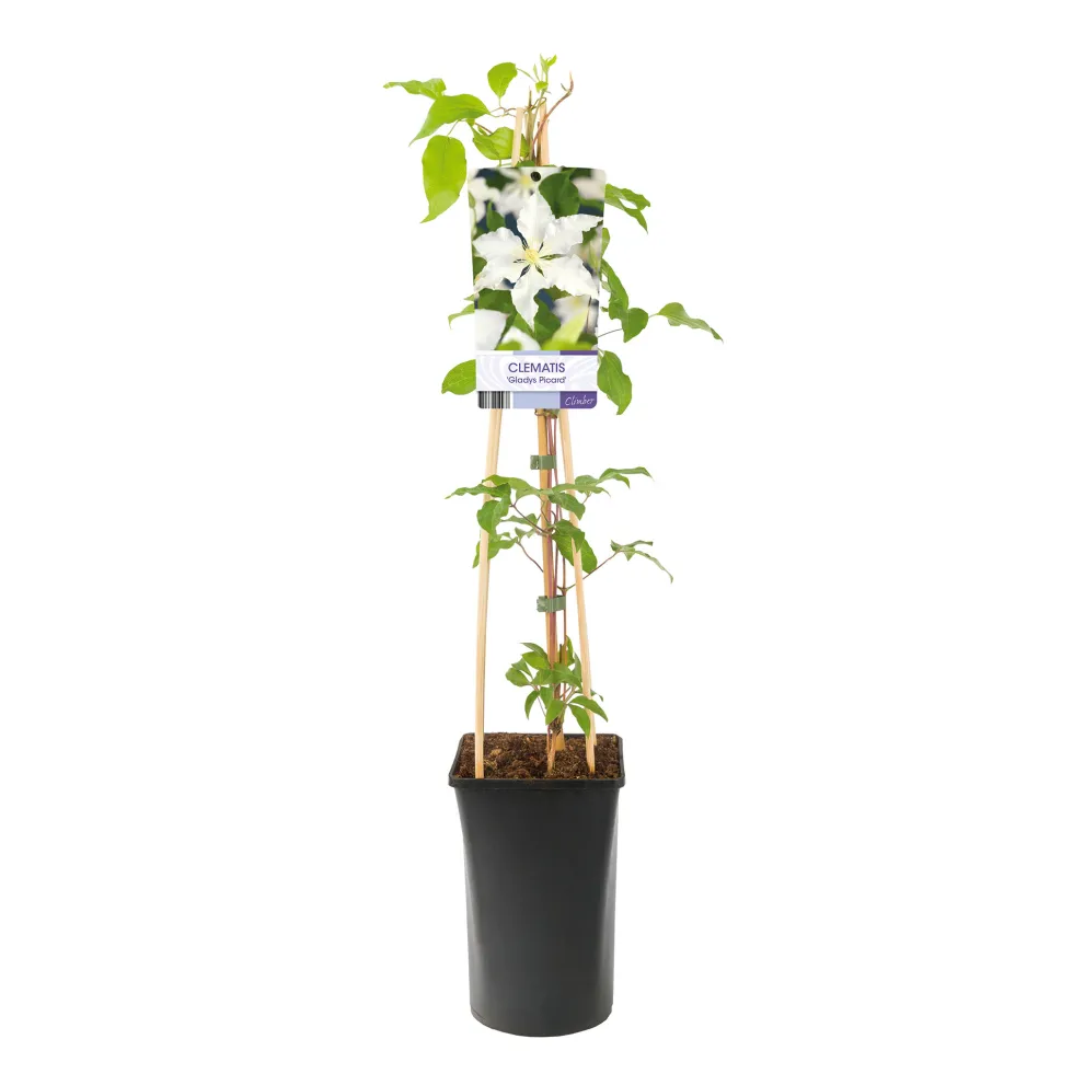 Klätterväxt Storblommig Klematis Omnia Garden Gladys Picard 40-60 cm