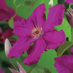 Klätterväxt Storblommig Klematis Omnia Garden Ernest Markham 40-60 cm