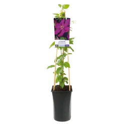 Klätterväxt Storblommig Klematis Omnia Garden Ernest Markham 40-60 cm