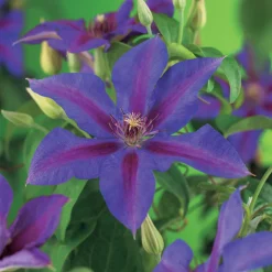 Klätterväxt Storblommig Klematis Omnia Garden Mrs N. Thompson 40-60 cm