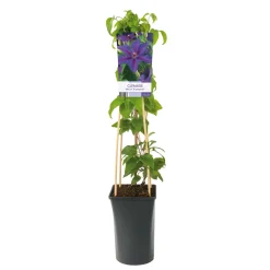 Klätterväxt Storblommig Klematis Omnia Garden Mrs N. Thompson 40-60 cm