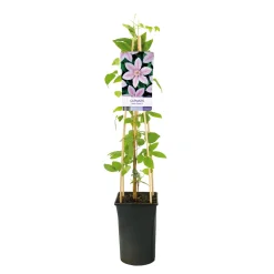 Klätterväxt Storblommig Klematis Omnia Garden Jan Pawel II 40-60 cm
