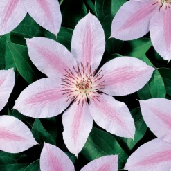 Klätterväxt Storblommig Klematis Omnia Garden Jan Pawel II 40-60 cm
