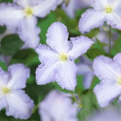 Klätterväxt Storblommig Ljust Blåviolett Omnia Garden 40-60 cm