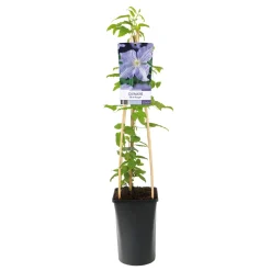 Klätterväxt Storblommig Ljust Blåviolett Omnia Garden 40-60 cm