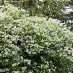 Klätterväxt Stor Vippklematis Omnia Garden 40-60 cm