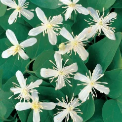 Klätterväxt Stor Vippklematis Omnia Garden 40-60 cm