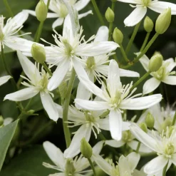 Klätterväxt Stor Vippklematis Omnia Garden 40-60 cm
