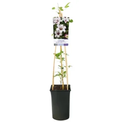 Klätterväxt Texensis Klematis Omnia Garden Princess Kate 40-60 cm