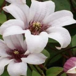 Klätterväxt Texensis Klematis Omnia Garden Princess Kate 40-60 cm