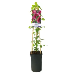 Klätterväxt Texensis Klematis Omnia Garden Princess Diana 40-60 cm