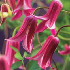 Klätterväxt Texensis Klematis Omnia Garden Princess Diana 40-60 cm