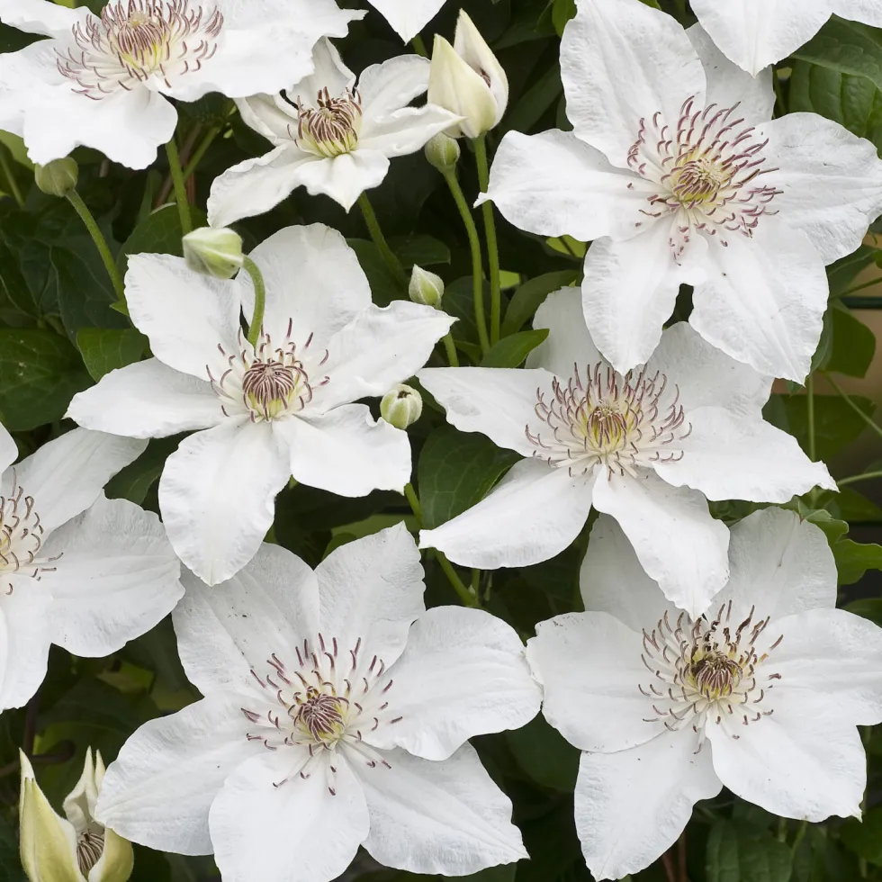 Klätterväxt Tidig storblommig Klematis Omnia Garden Destiny 40-60 cm