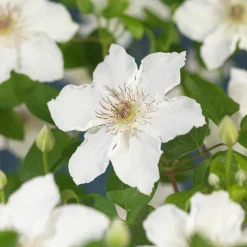Klätterväxt Tidig storblommig Klematis Omnia Garden Destiny 40-60 cm