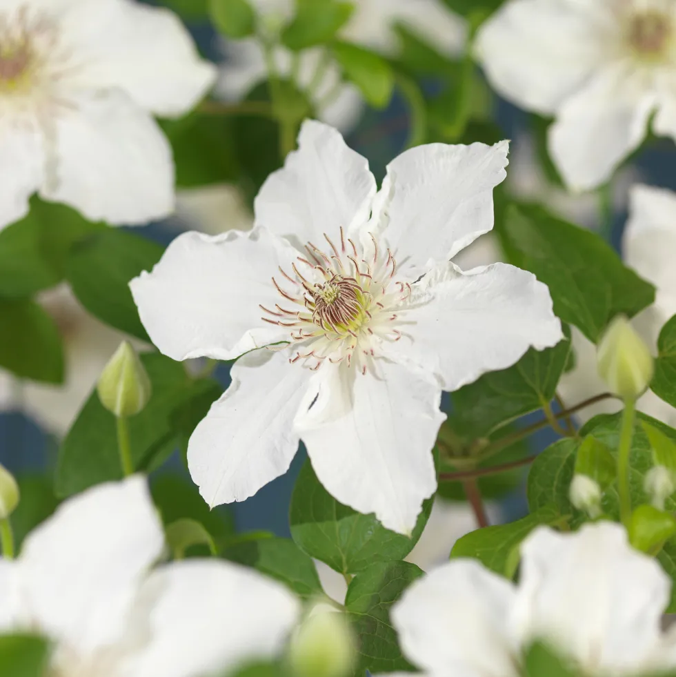 Klätterväxt Tidig storblommig Klematis Omnia Garden Destiny 40-60 cm