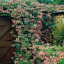 Klätterväxt Vildkaprifol Omnia Garden Lonicera Periclymenum "Serotina" 40-60 cm