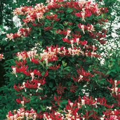 Klätterväxt Vildkaprifol Omnia Garden Lonicera Periclymenum "Serotina" 40-60 cm