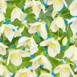 Klätterväxt Vintergrön Klematis Omnia Garden Jingle Bells 40-60 cm